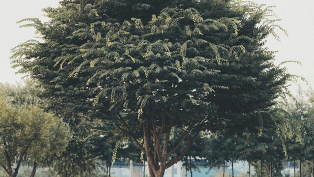 park-1.jpg
